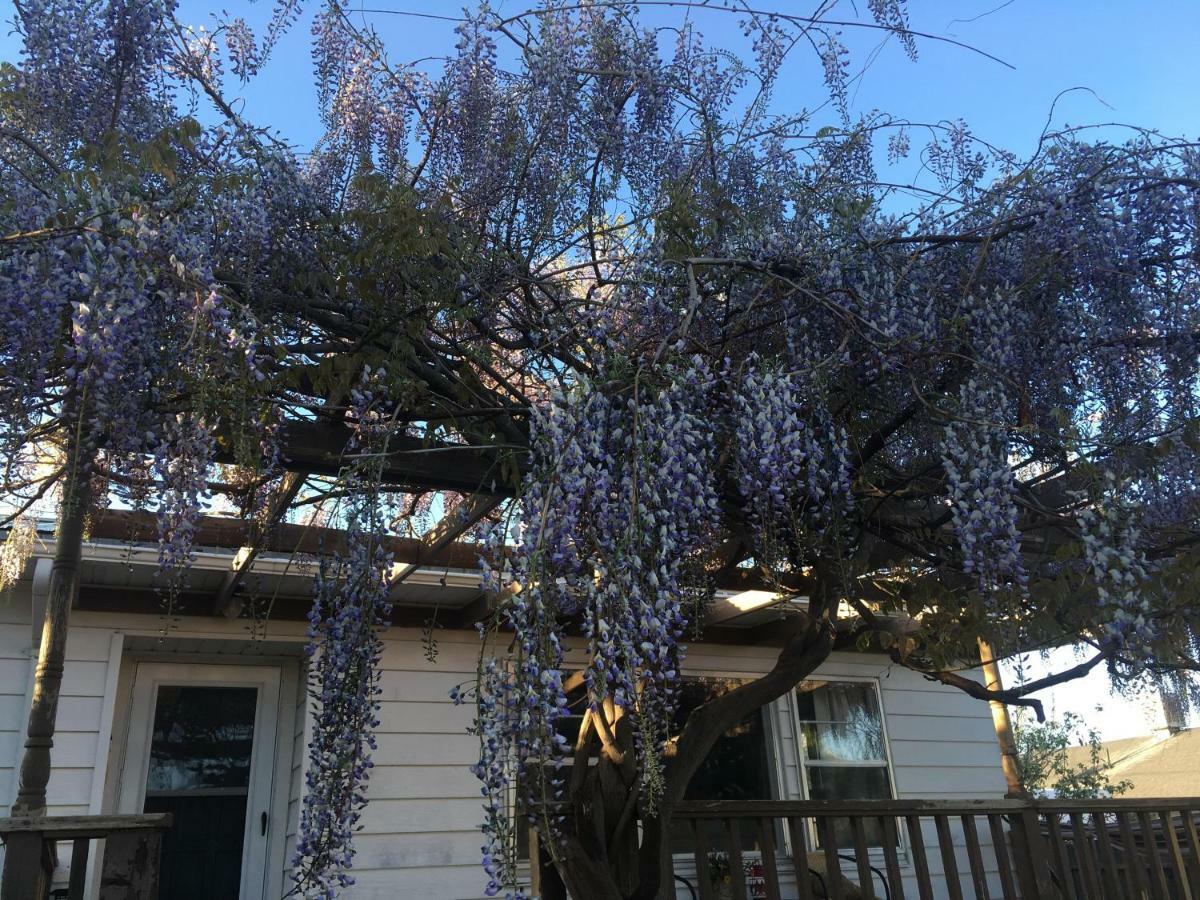 מונטיצ'לו Wisteria Vine Cottage מראה חיצוני תמונה